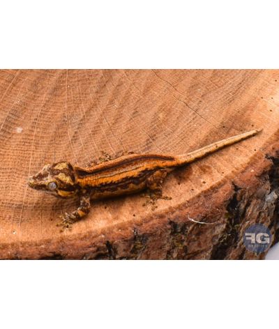Rhacodactylus auriculatus Orange Stripe Non sexé