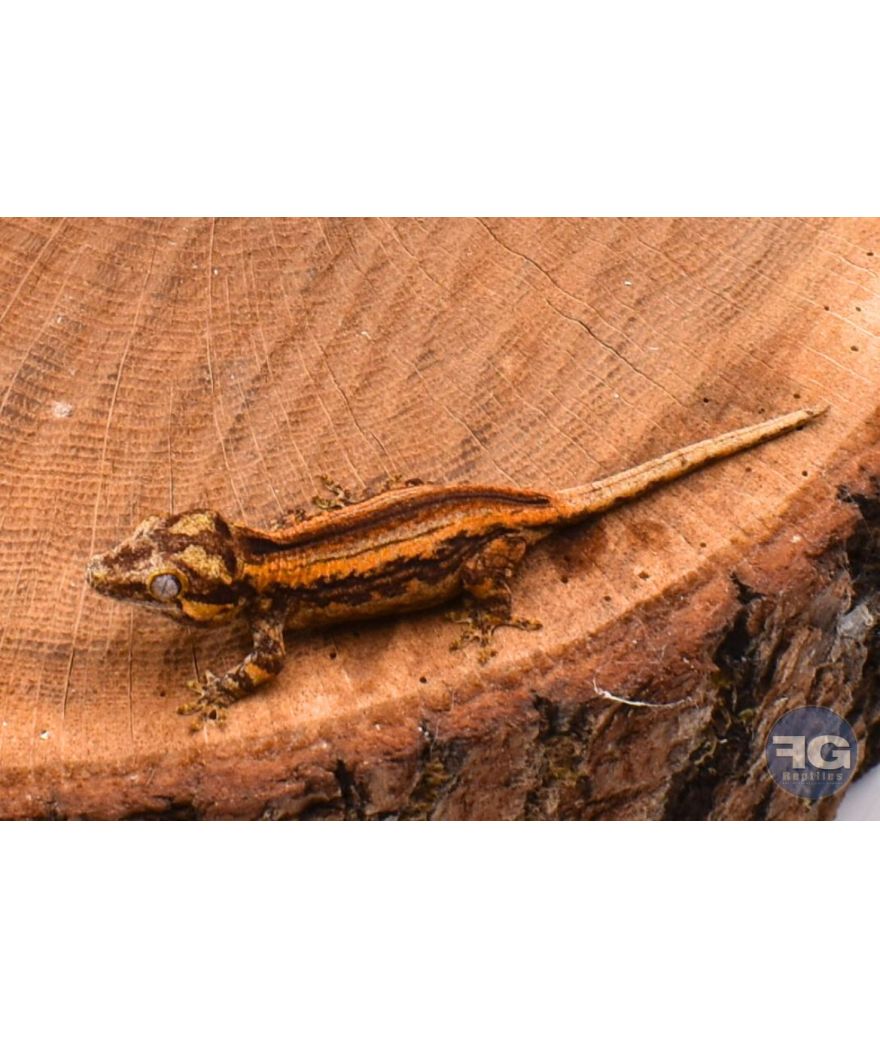 Rhacodactylus auriculatus Orange Stripe Non sexé