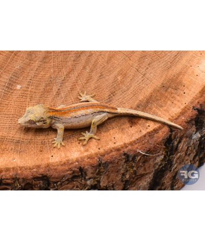 Rhacodactylus auriculatus Orange Stripe Non sexé