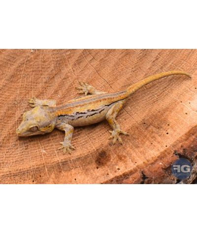 Rhacodactylus auriculatus Orange Stripe Non sexé