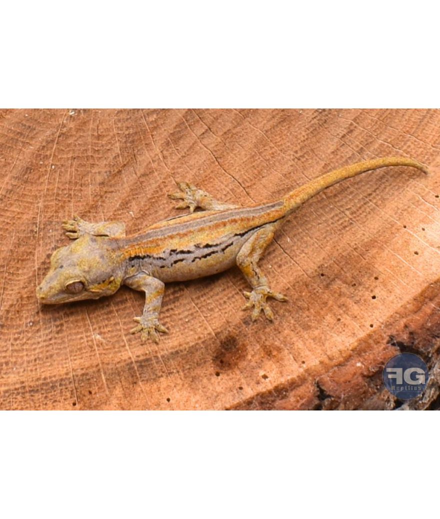 Rhacodactylus auriculatus Orange Stripe Non sexé
