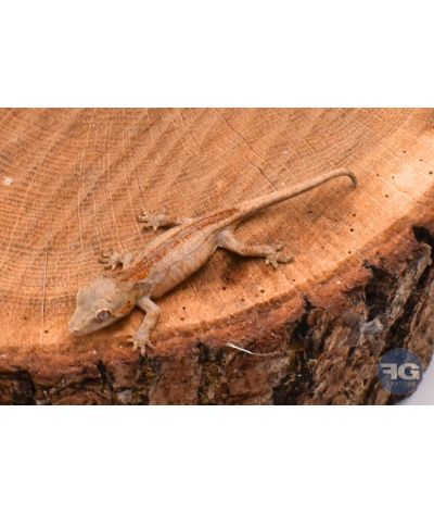 Rhacodactylus auriculatus Red Stripe Non sexé