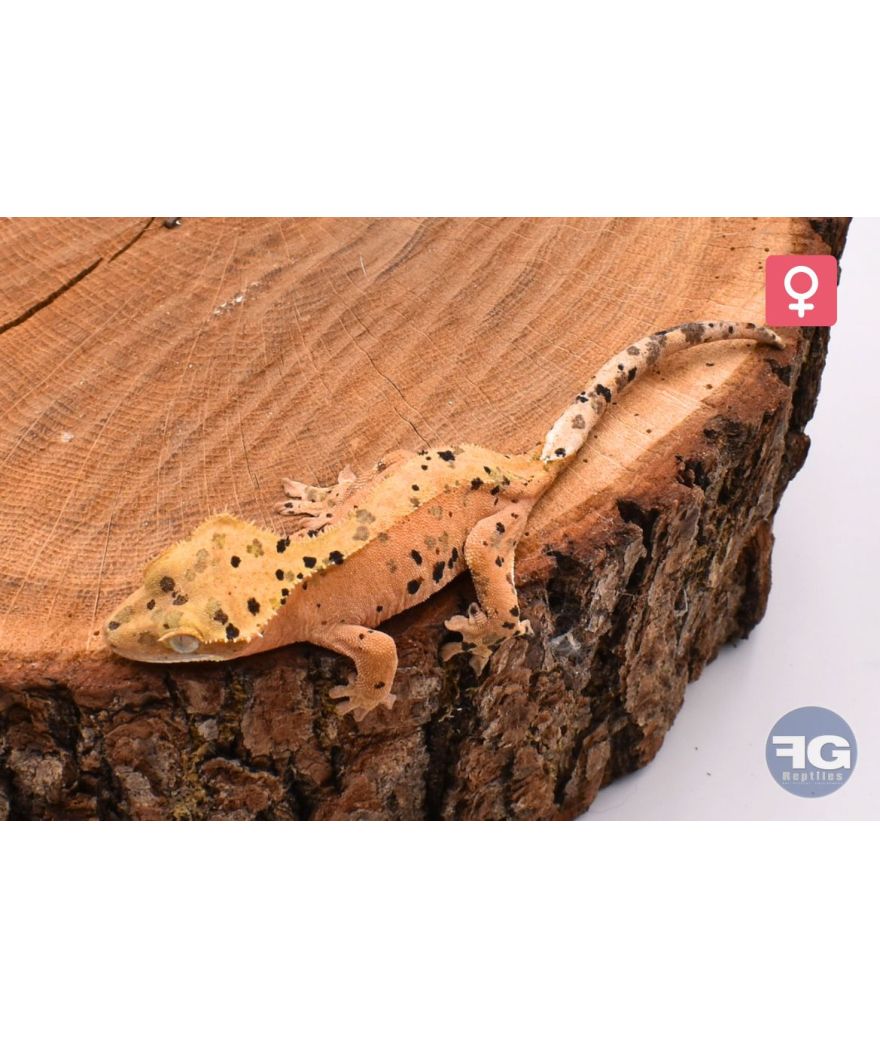 Correlophus ciliatus Red Super Dalmatien Femelle