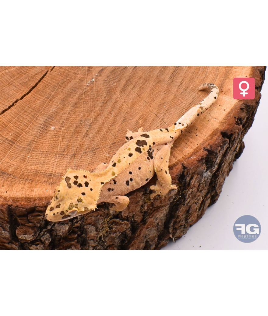 Correlophus ciliatus Red Super Dalmatien Inkspot Femelle
