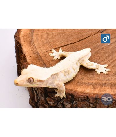 Correlophus ciliatus Lilly White Top Sélection 100% het Axanthic Mâle
