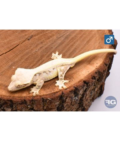 Correlophus ciliatus Lilly White Top Sélection 100% het Axanthic Mâle
