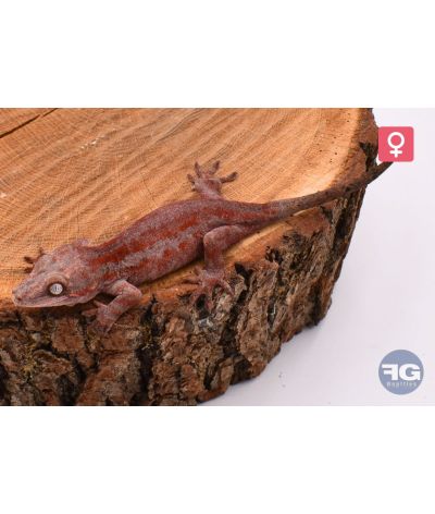Rhacodactylus auriculatus Purple Red Stripe Femelle