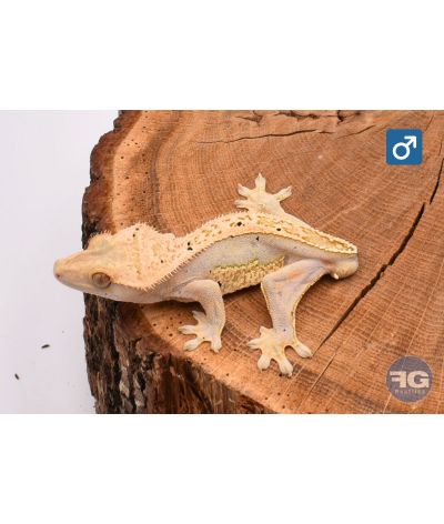 Correlophus ciliatus Pinstripe Dalmatien 100% het Axanthic Mâle