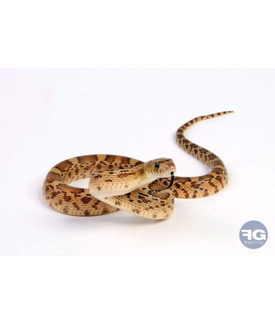 Pituophis deppei jani