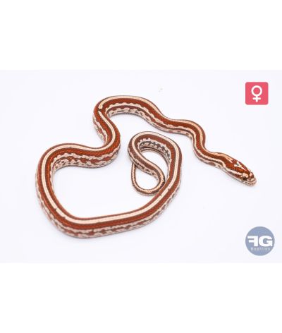 Pantherophis guttatus Tessera Ultramel Okeetee Femelle