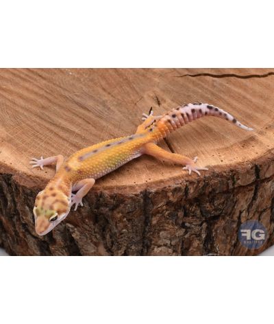 Eublepharis macularius Reverse Stripe Mâle