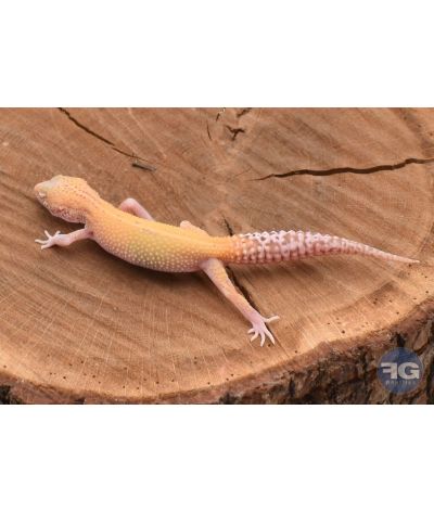 Eublepharis macularius Radar Mâle