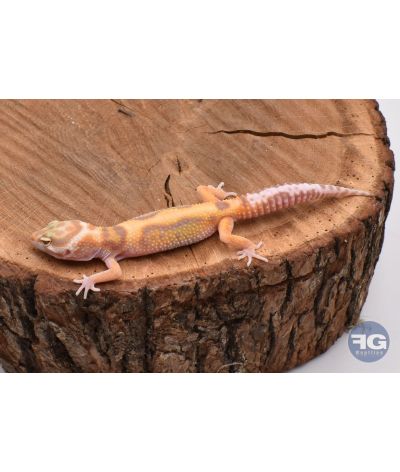 Eublepharis macularius Stripe Tremper Femelle