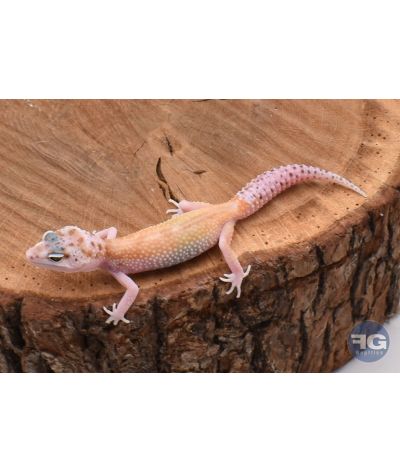 Eublepharis macularius Red Stripe White & Yellow Femelle