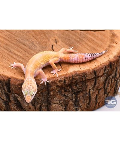 Eublepharis macularius Super Hypo Tangerine Mâle