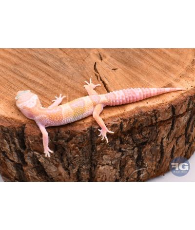 Eublepharis macularius MackSnow Tremper Femelle