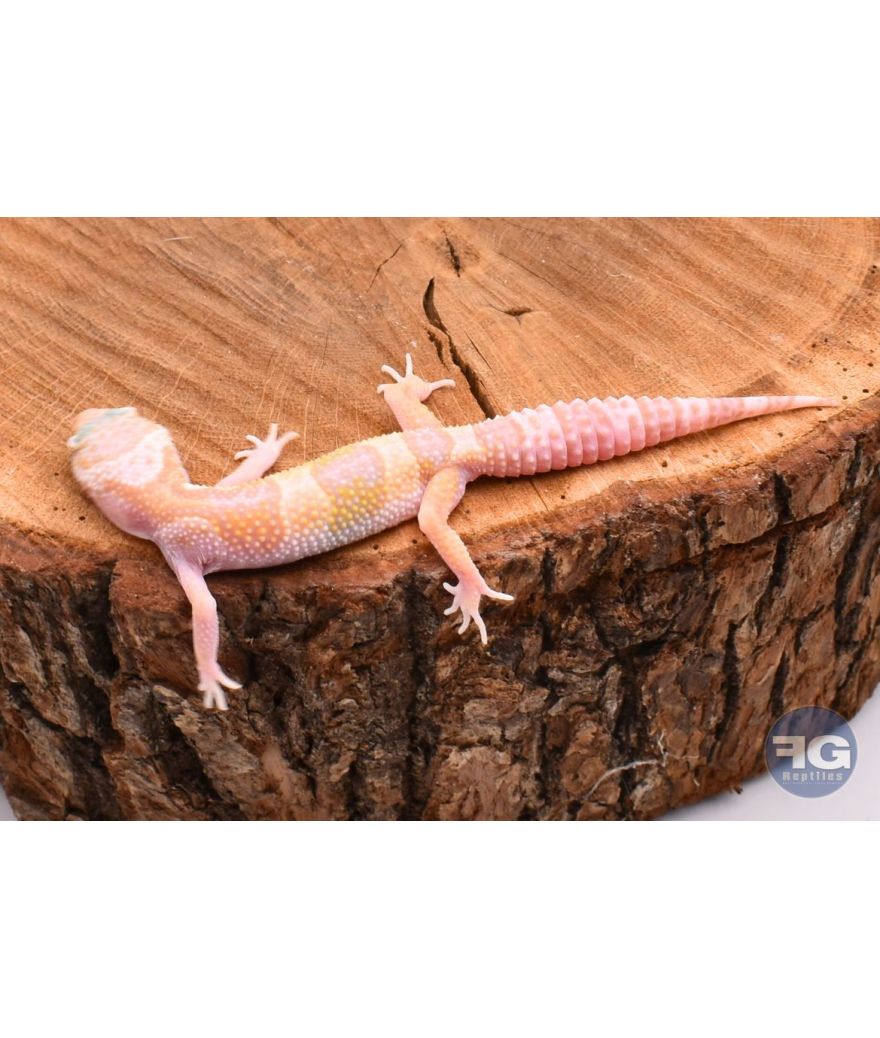 Eublepharis macularius MackSnow Tremper Femelle