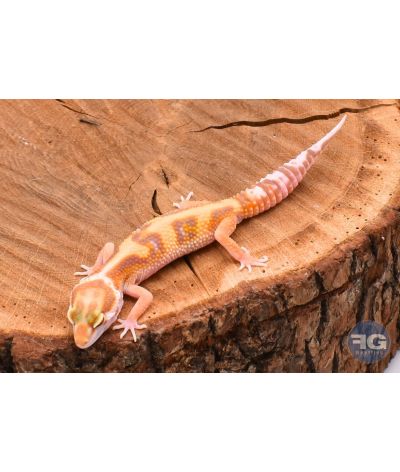 Eublepharis macularius Jungle Tremper Mâle