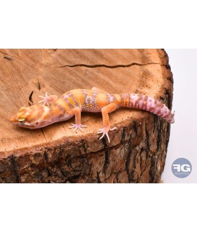 Eublepharis macularius Lavender Tremper Mâle