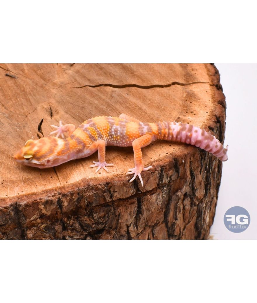 Eublepharis macularius Lavender Tremper Mâle