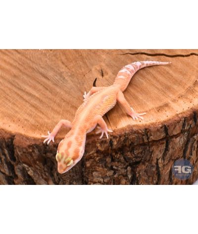 Eublepharis macularius Tangerine Tremper Stripe Mâle