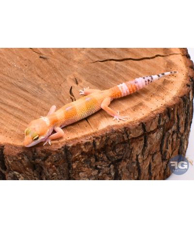 Eublepharis macularius HypoTangerineMâle
