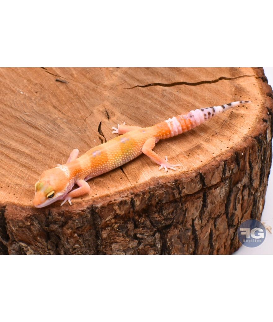 Eublepharis macularius HypoTangerineMâle
