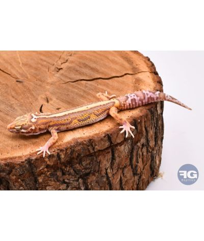 Eublepharis macularius MackSnow Bell Stripe Mâle