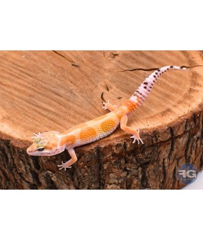 Eublepharis macularius Super Hypo Tangerine Mâle