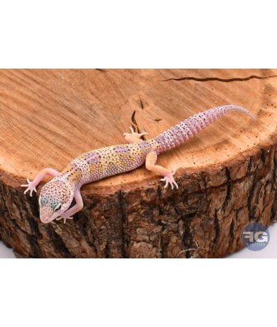 Eublepharis macularius MackSnow Femelle