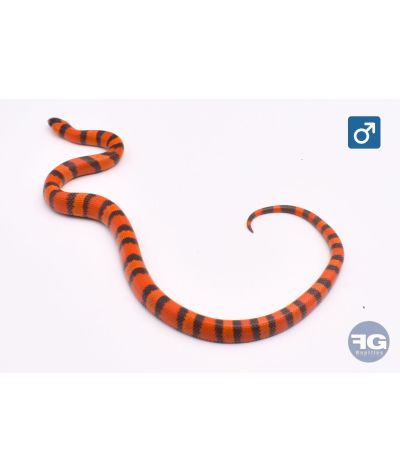 Lampropeltis hondurensis Hypo Tangerine poss het Anery Mâle