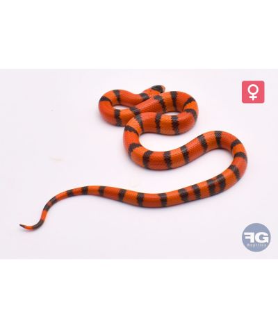Lampropeltis hondurensis Hypo Tangerine poss het Anery Femelle