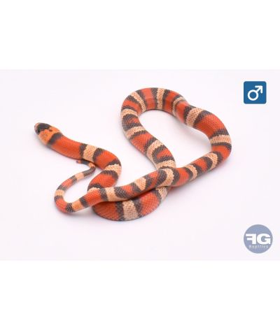 Lampropeltis hondurensis Hypo Tricolor poss het Anery Mâle