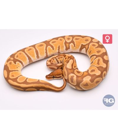 Python regius Ultramel Femelle