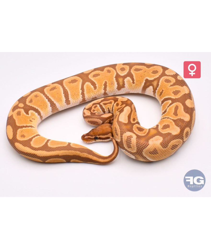 Python regius Ultramel Femelle