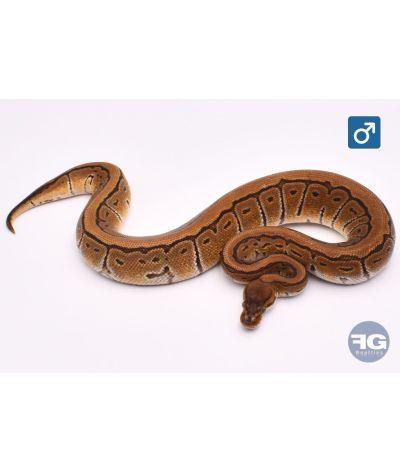Python regius PinStripe 66% het Clown Mâle