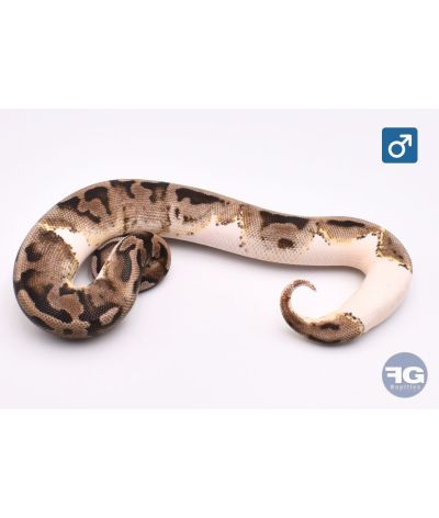 Python regius Axanthic VPI Yellow Belly Piedbald Mâle