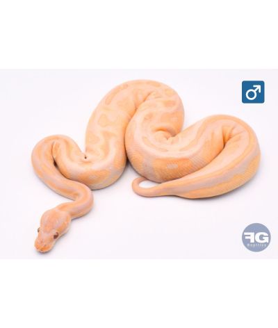 Python regius Lavender Black Head Mâle