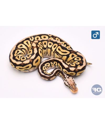 Python regius Pastel Orange Dream Spotnose Yellow Belly het Clown Mâle