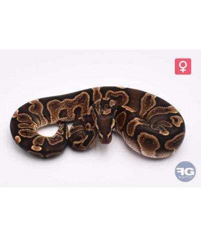 Python regius GHI Yellow Belly 66% het Clown Femelle
