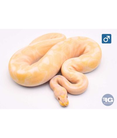 Python regius Pastel Enchi Cinnamon Toffee Mâle