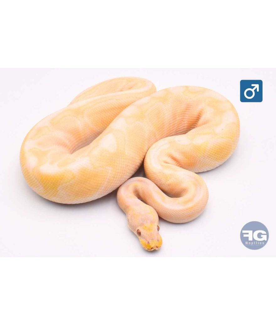 Python regius Pastel Enchi Cinnamon Toffee Mâle