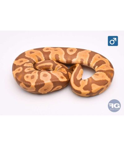 Python regius Leopard Ultramel Mâle