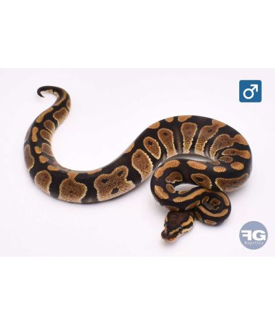 Python regius Chocolate het Clown Mâle