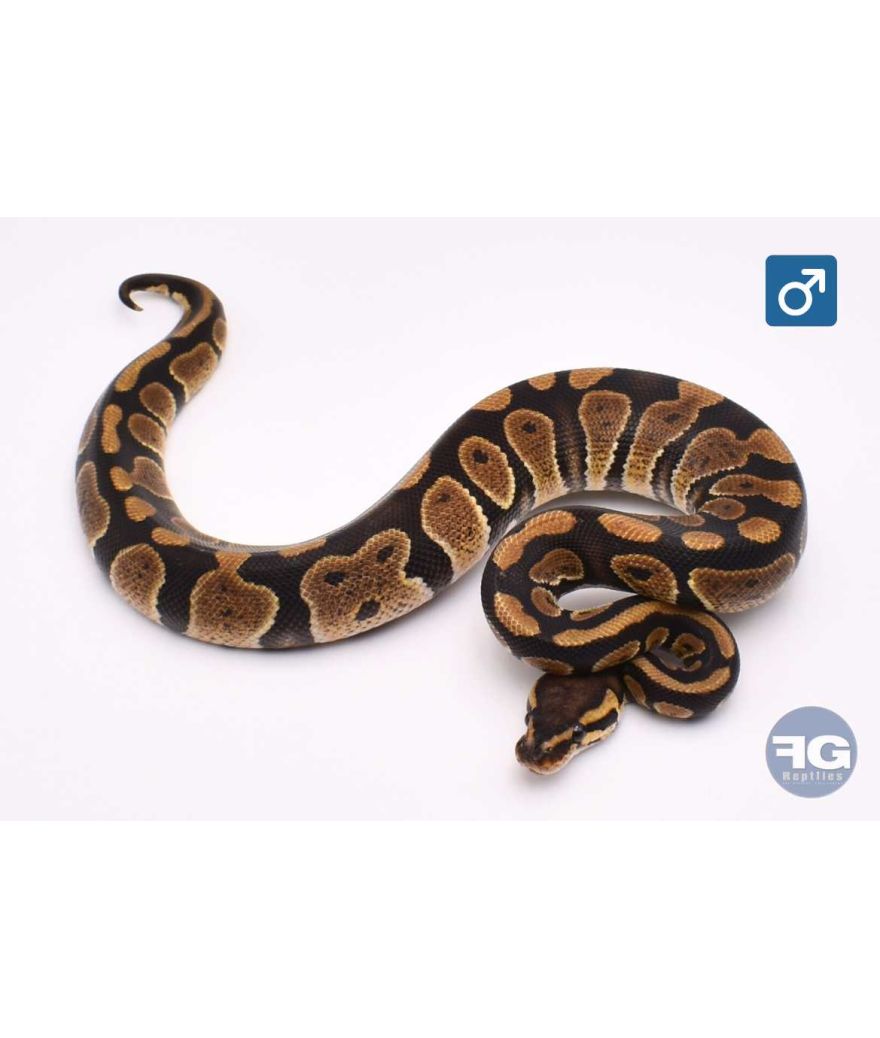 Python regius Chocolate het Clown Mâle