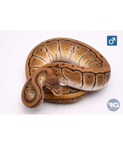 Python regius Cypress Pinstripe 66% het Clown Mâle