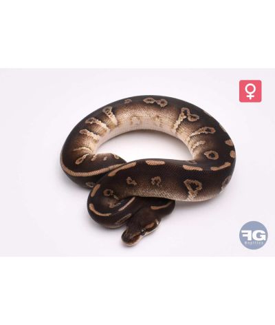 Python regius Chocolate Mojave 100% het Hypo 66% het Pie Femelle