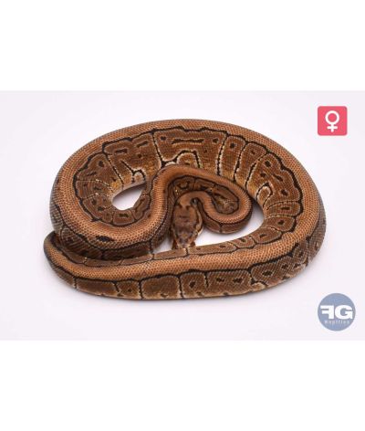 Python regius Spotnose Pinstripe 66% het Clown Femelle