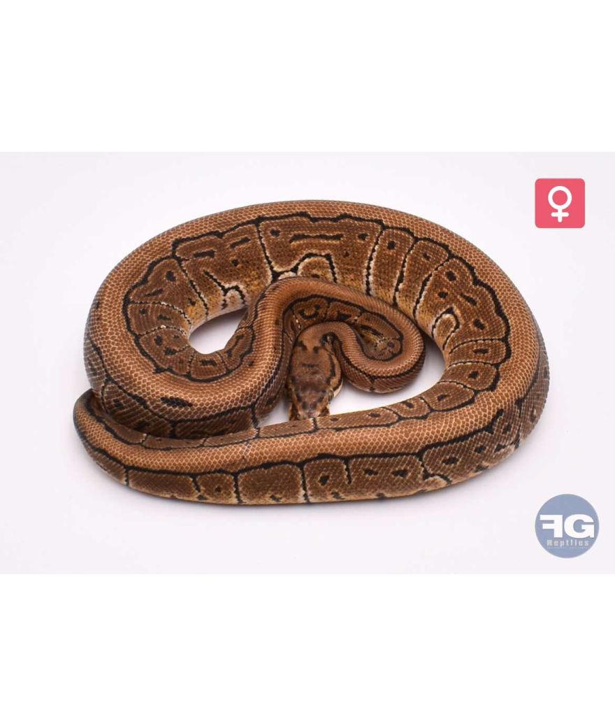 Python regius Spotnose Pinstripe 66% het Clown Femelle