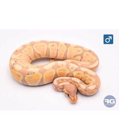 Python regius Banana 66% het Tri-stripe Mâle